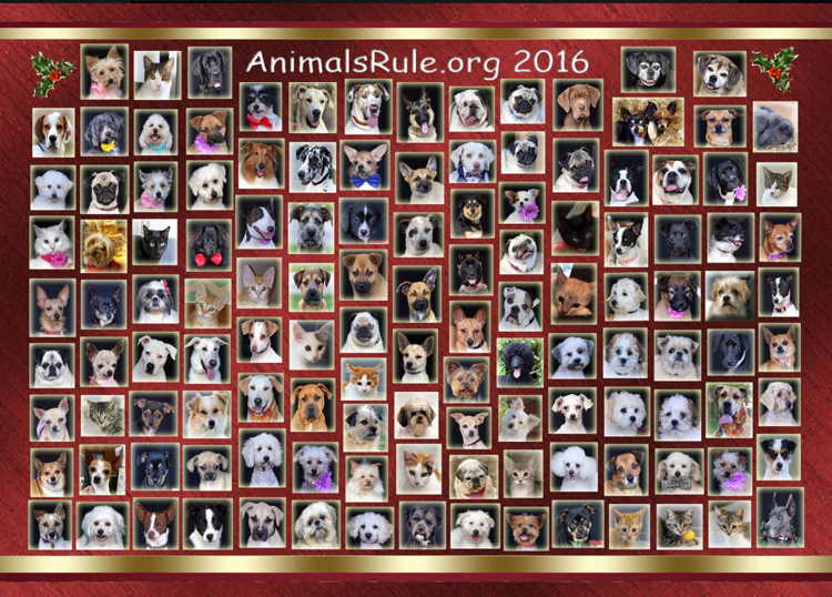 animals-rule-facebook-page